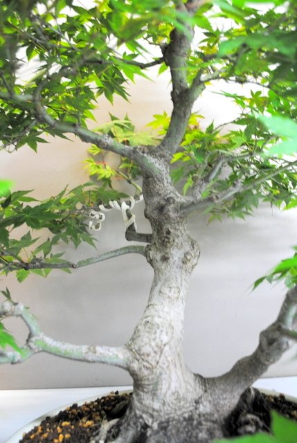 Acer palmatum Mikawa 40/45 ans