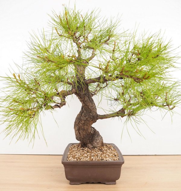 Pinus Densiflora