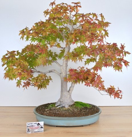 Acer palmatum yamamomiji