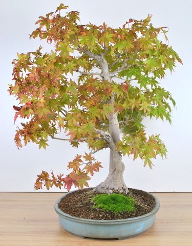 Acer palmatum yamamomiji