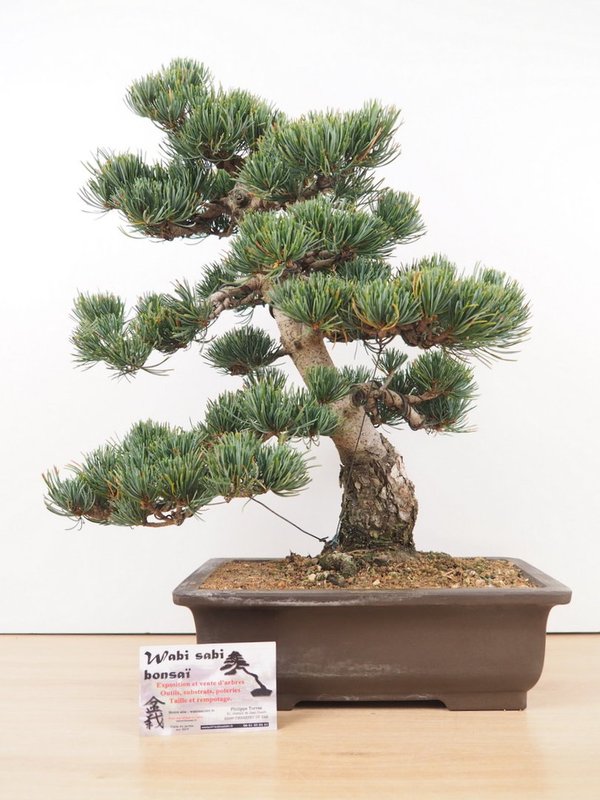 Pinus Pentaphylla