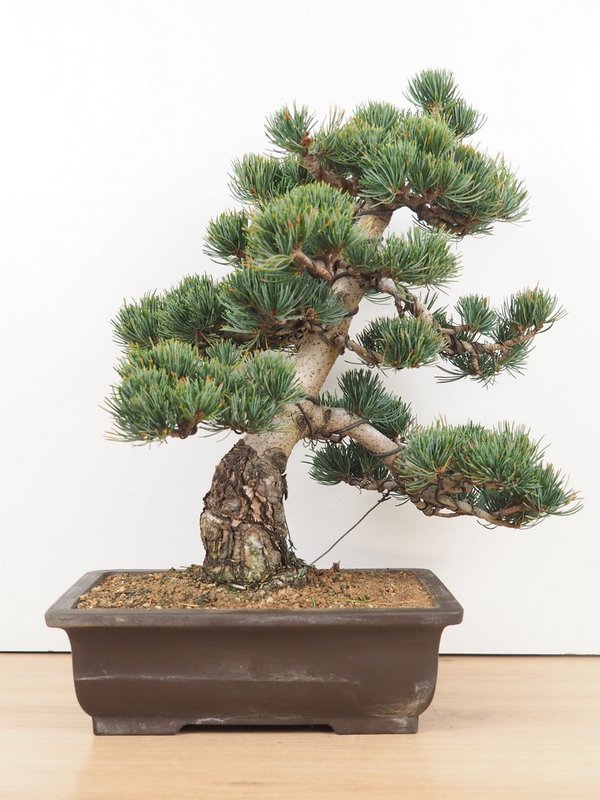 Pinus Pentaphylla