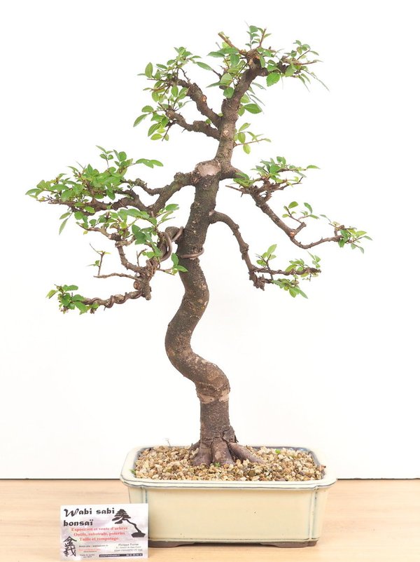 Ulmus parvifolia ou orme de chine  acclimaté