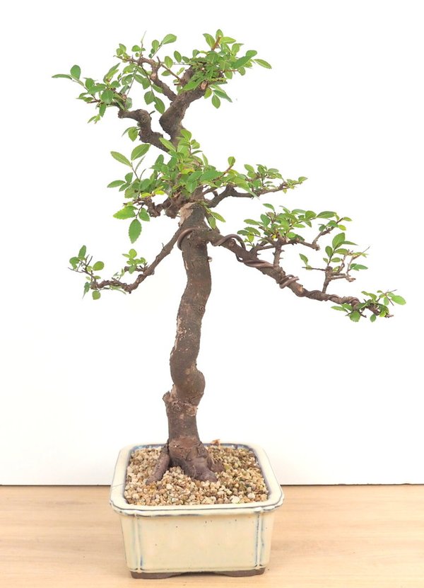 Ulmus parvifolia ou orme de chine  acclimaté