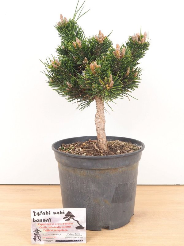 Pinus Thunbergii Senjyumaru