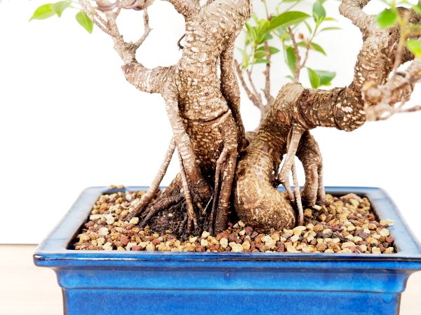 Ficus rétusa double troncs