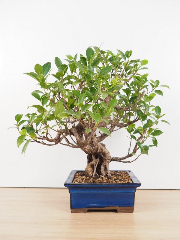 Ficus rétusa double troncs