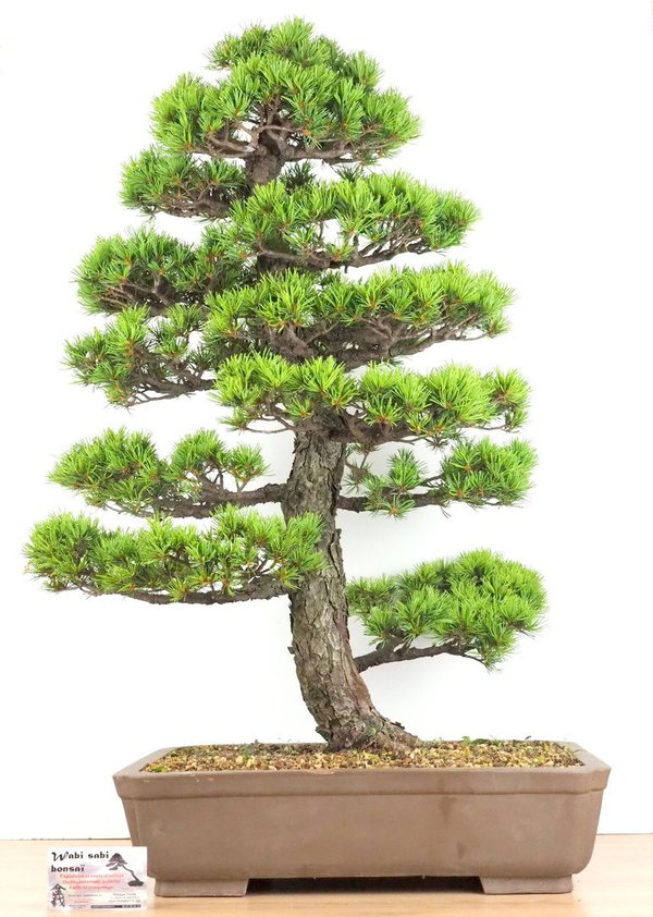 Pinus pentaphylla Kokonoe