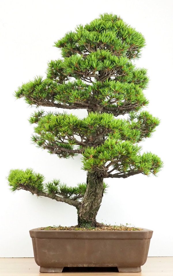 Pinus pentaphylla Kokonoe