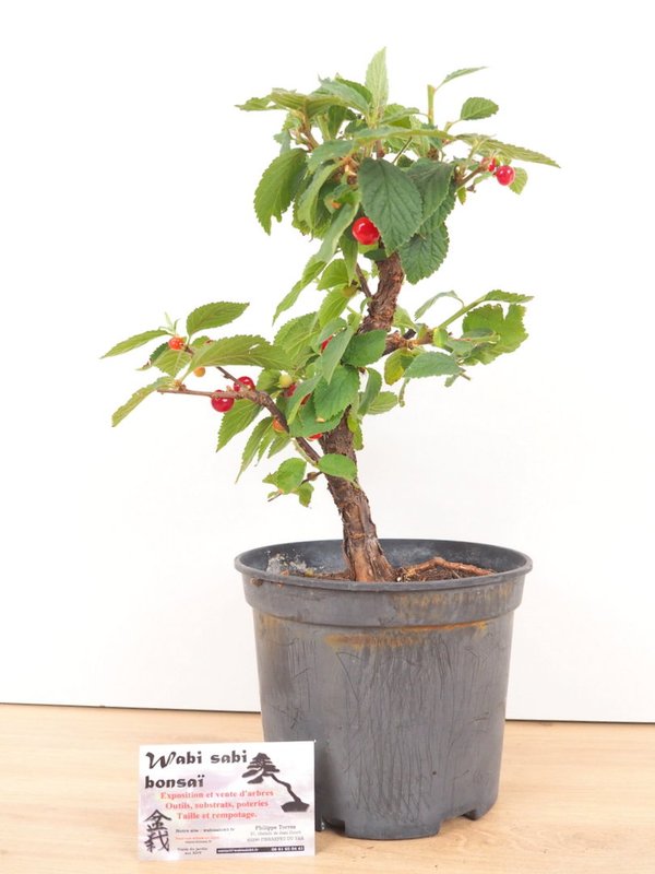 Prunus Tomentosa