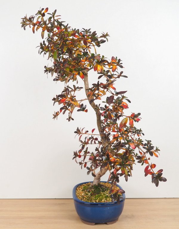 Rhododendron Yata no kagami