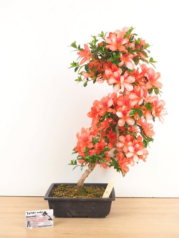 Rhododendron Yata no kagami