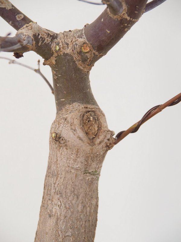Acer Palmatum Chishio