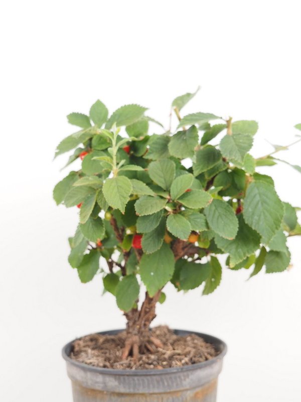 Prunus Tomentosa