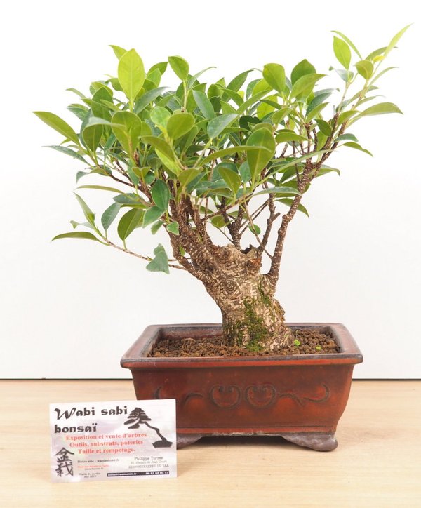 Ficus rétusa
