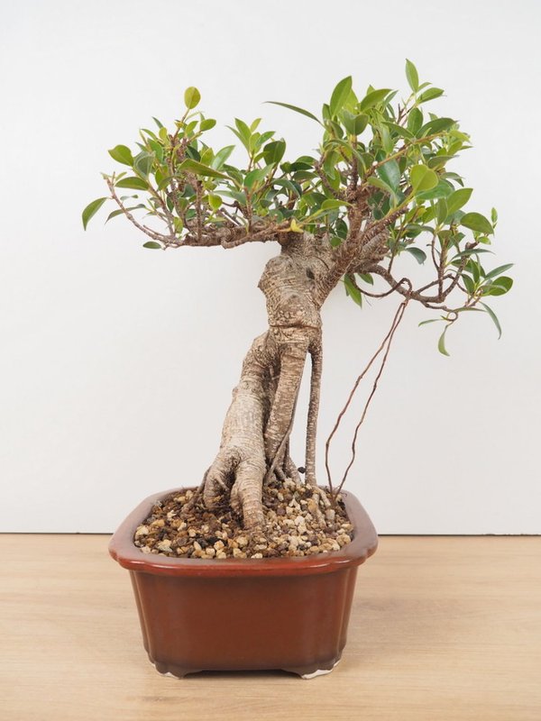 Ficus rétusa